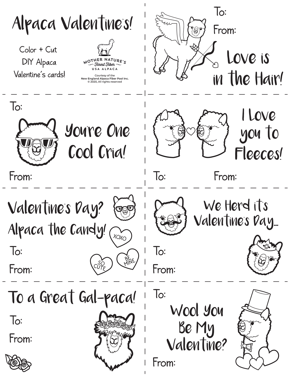 Maine Alpaca Experience Alpaca Socks, Alpaca Farm Tours